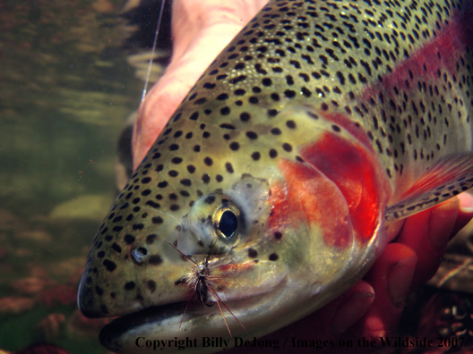 Rainbow Trout