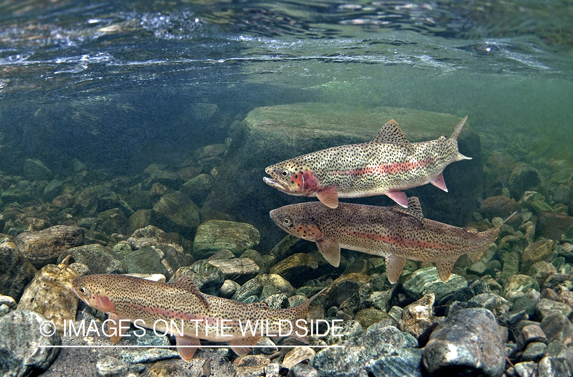 Rainbow Trout