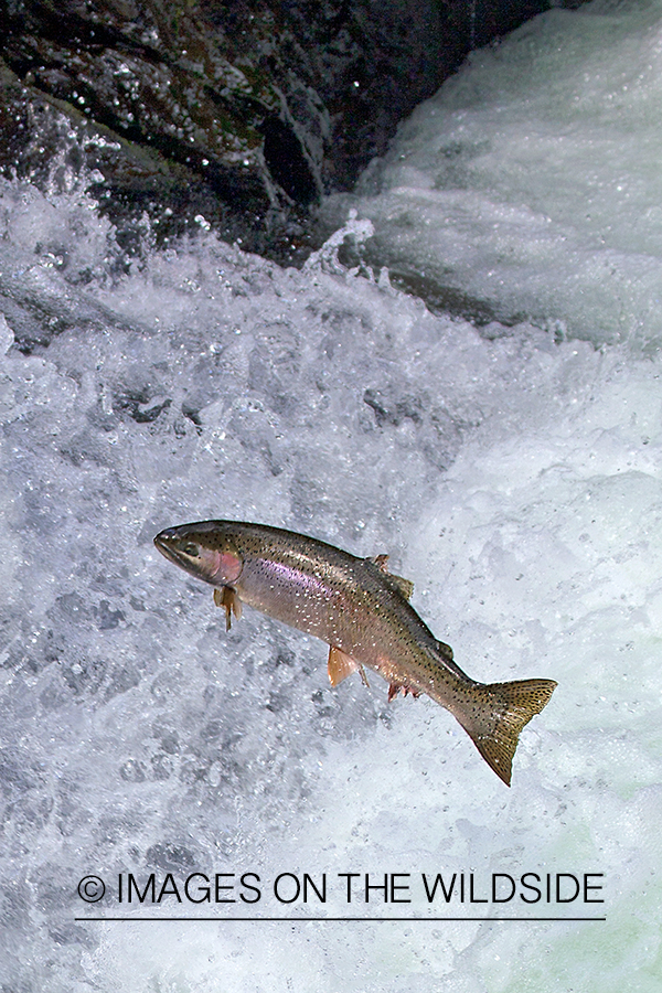 Steelhead fish jumping up stream during migration. 