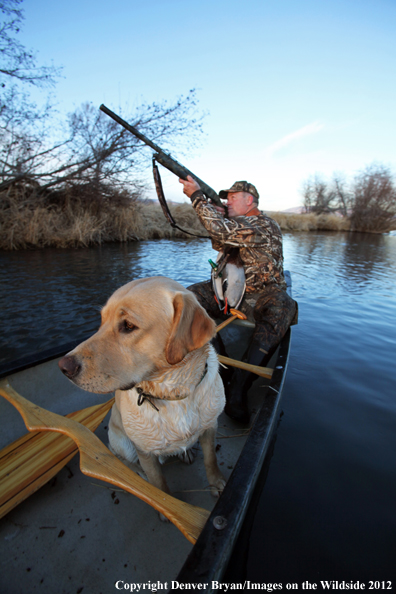 Duck hunter and yellow labrador retriever in canoe. 