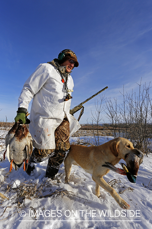 Waterfowl hunter and yellow labrador with bagged mallards in field.