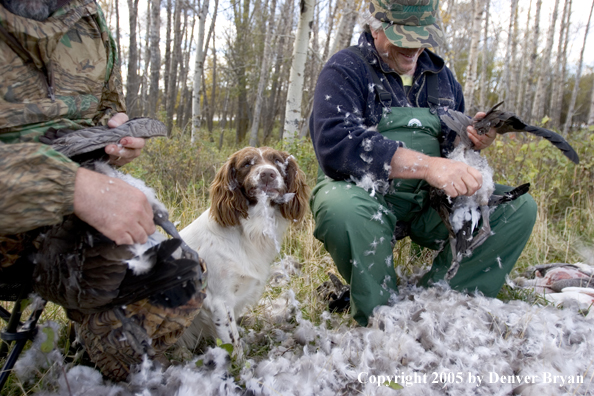 Goose hunters cleaning geese with springer spaniel in feathers.