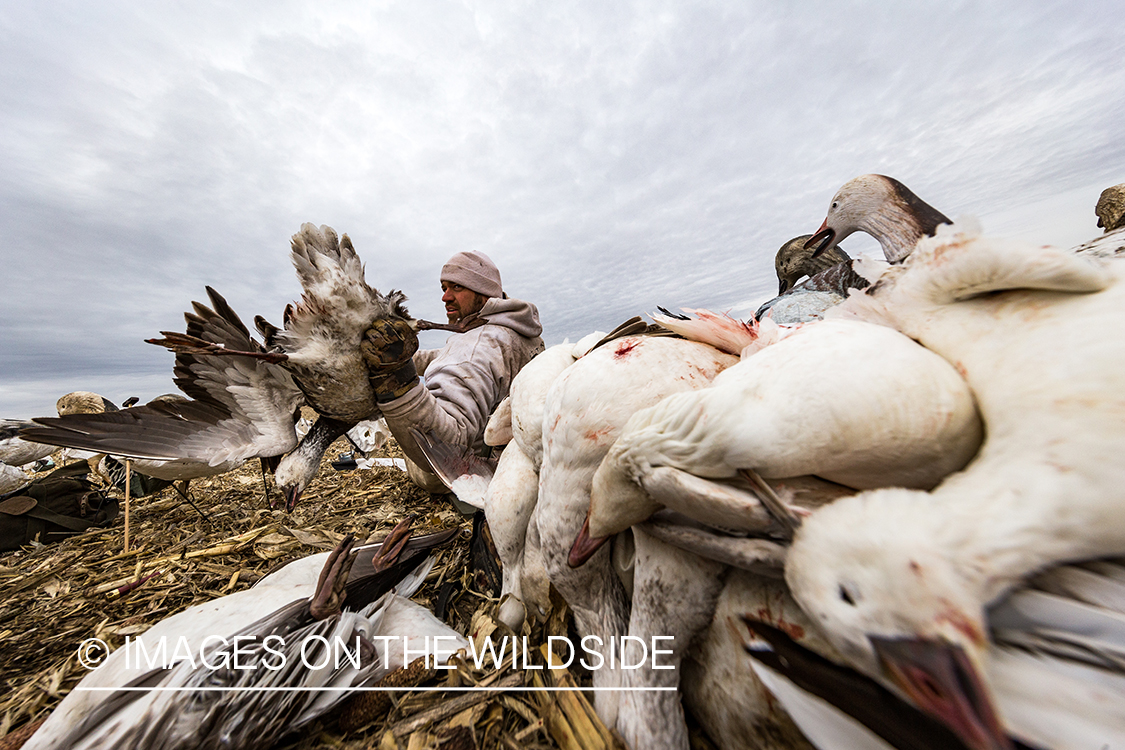 Hunter in field with newly bagged geese.