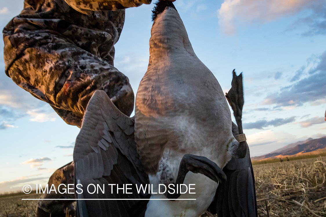 Hunter with bagged Canada goose.