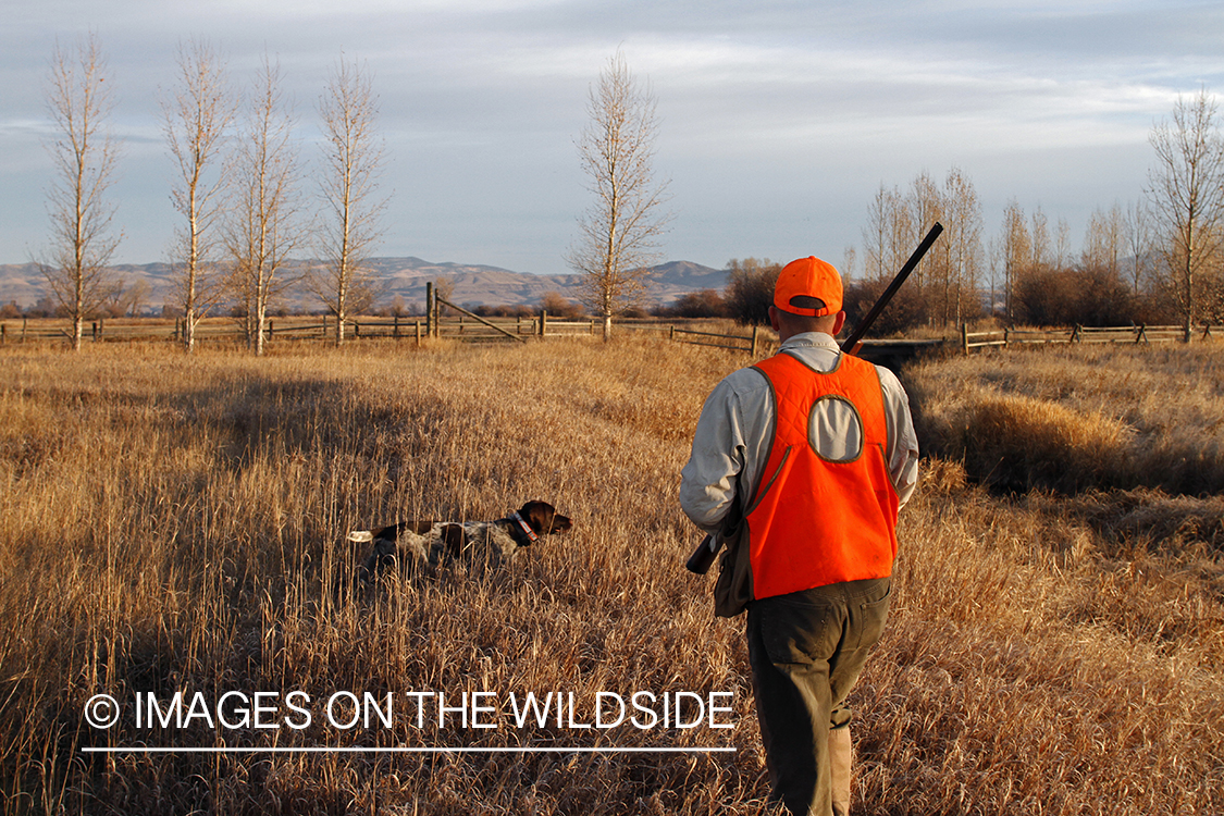 Upland game bird hunter in field with Griffon Pointer.