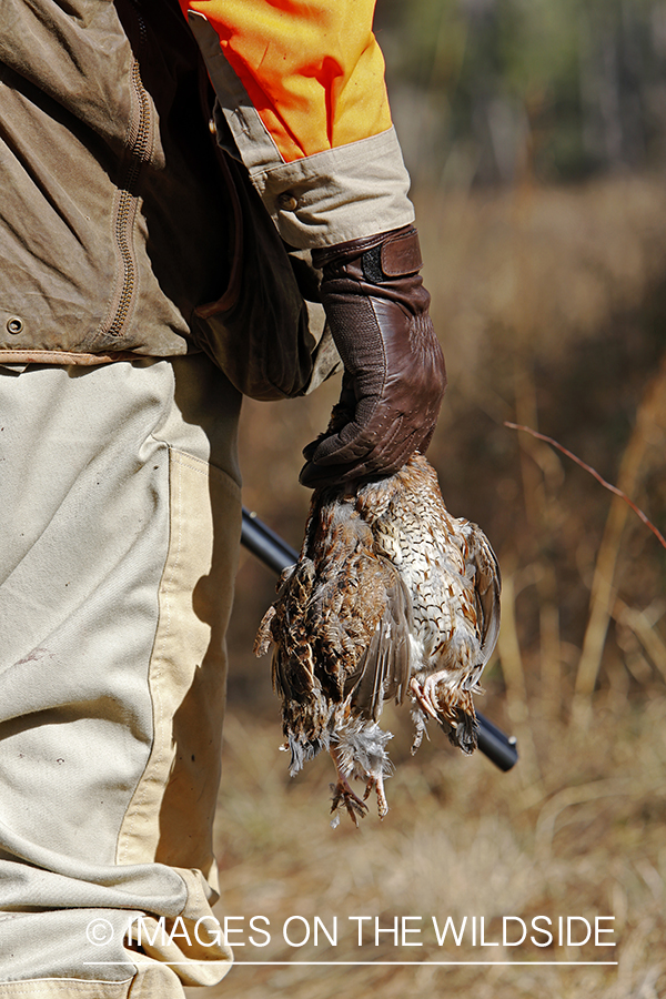 Bobwhite quail hunter with bagged bobwhite quail.