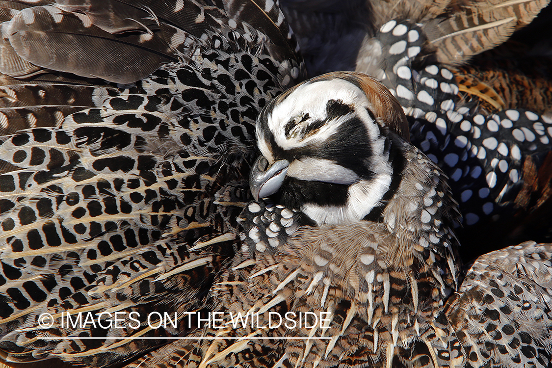 Bagged Mearns quail.