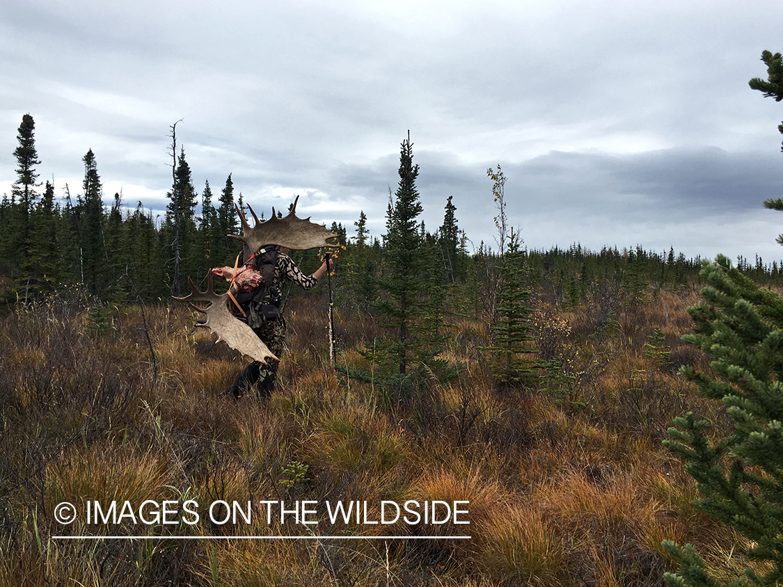 Hunters packing out Alaskan moose.