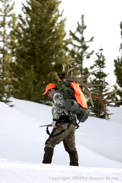 Big game hunter packing elk rack out on snowshoes.