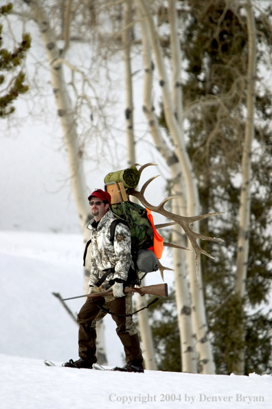 Big game hunter packing elk rack out on snowshoes.