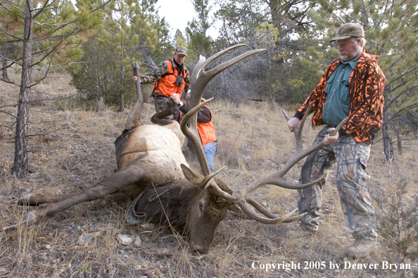  Elk hunters dragging bagged elk through woods.