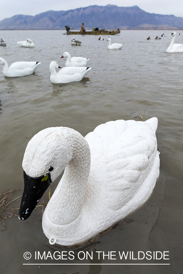 Hunting Tundra Swans and Ducks in Bear River region in Utah.