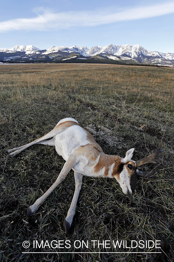 Recently downed antelope buck in field. 