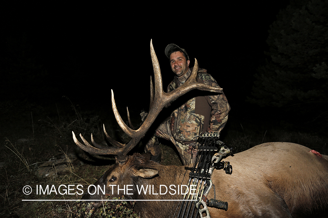 Hunter with down bull elk. 