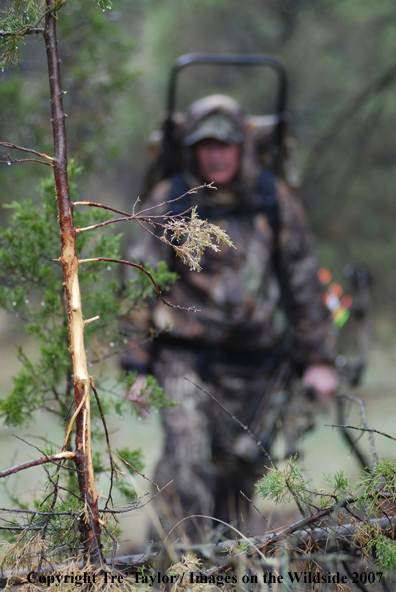 Bowhunter walking towards scrape on tree