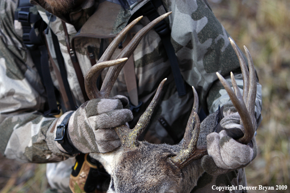 Bowhunter with bagged whitetail buck.