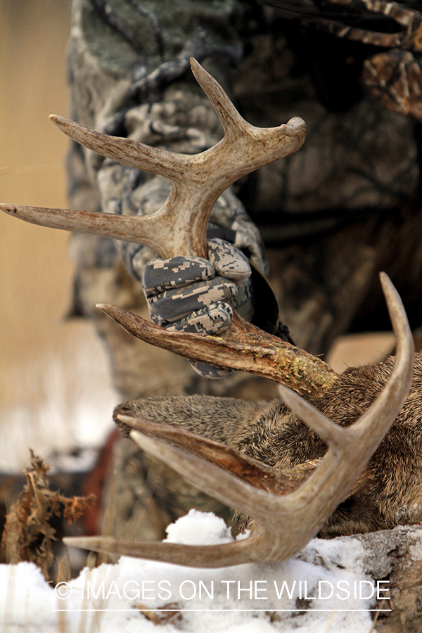 Bowhunter holding bagged white-tailed buck antlers.