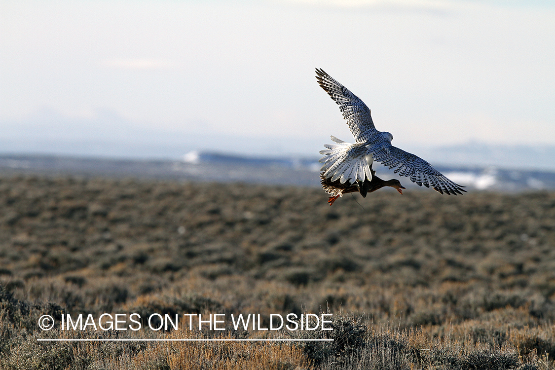 Gyr Falcon taking mallard duck in flight.