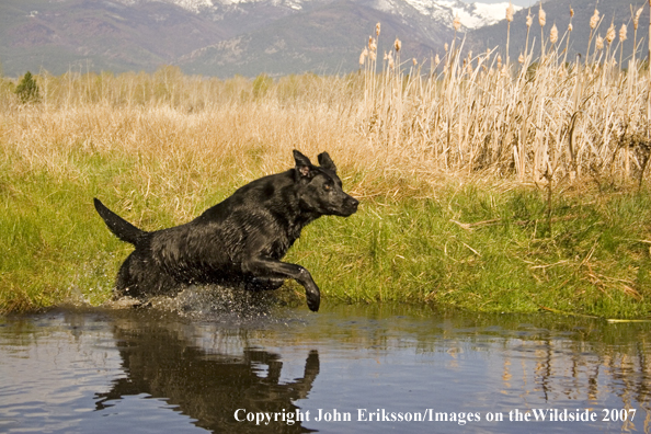 Black Labrador Retriever