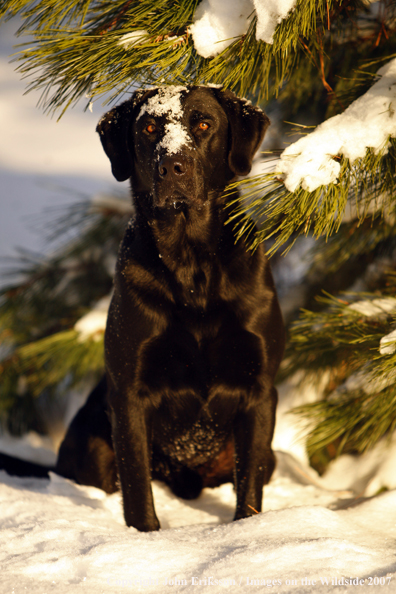 Black Labrador Retriever in field