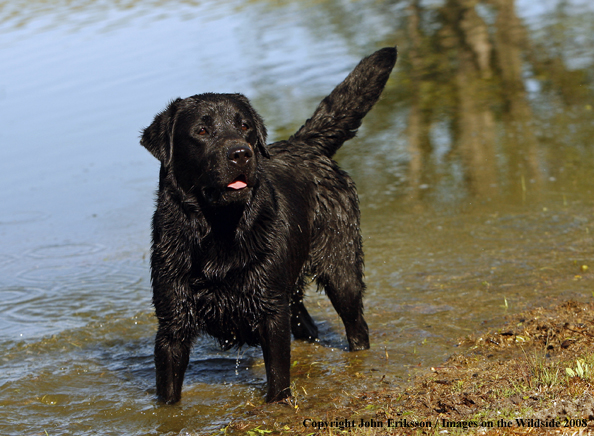 Black Labrador Retriever in field