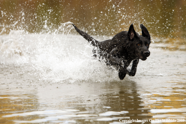 Black Labrador Retriever