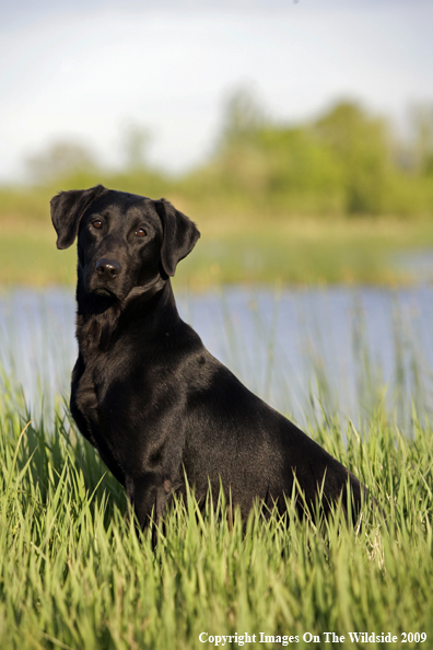 Black Labrador Retriever in field