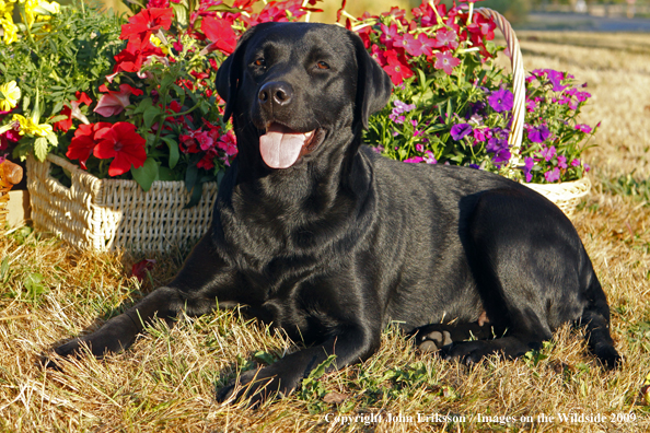 Black Labrador Retriever