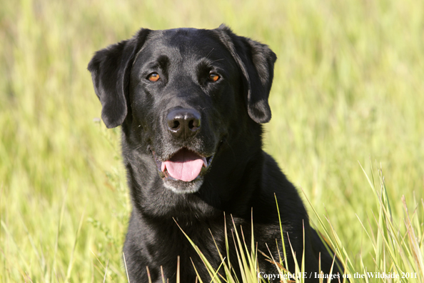 Black Labrador Retriever.