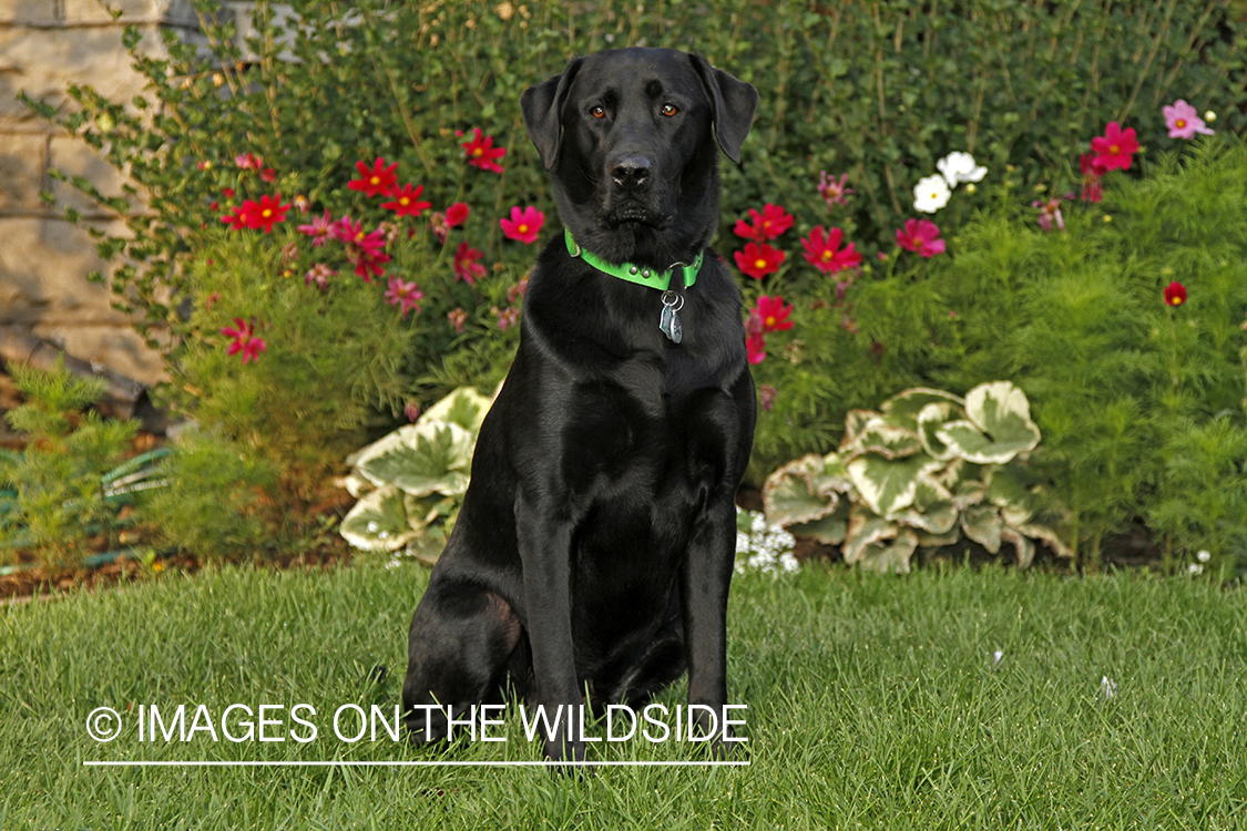 Black Labrador Retriever