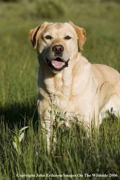 Yellow Labrador Retriever.