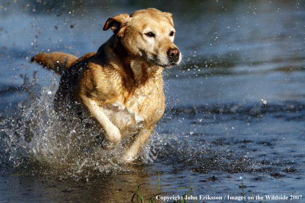 Yellow Labrador Retriever in field