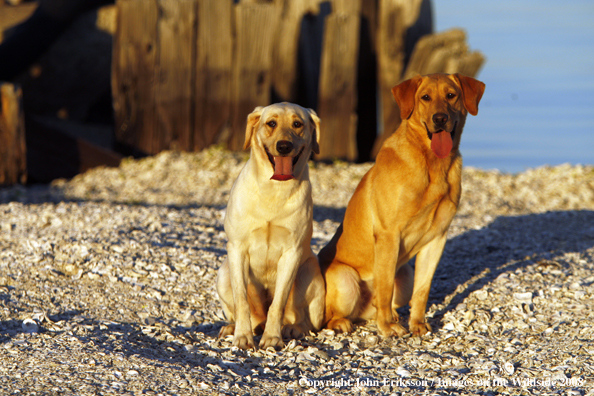 Yellow Labrador Retrievers 