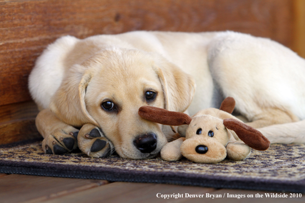 Yellow Labrador Retriever Puppy with toy