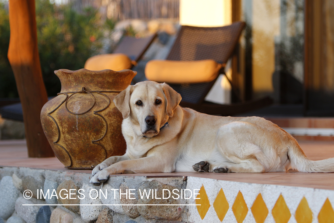 Yellow lab on deck.