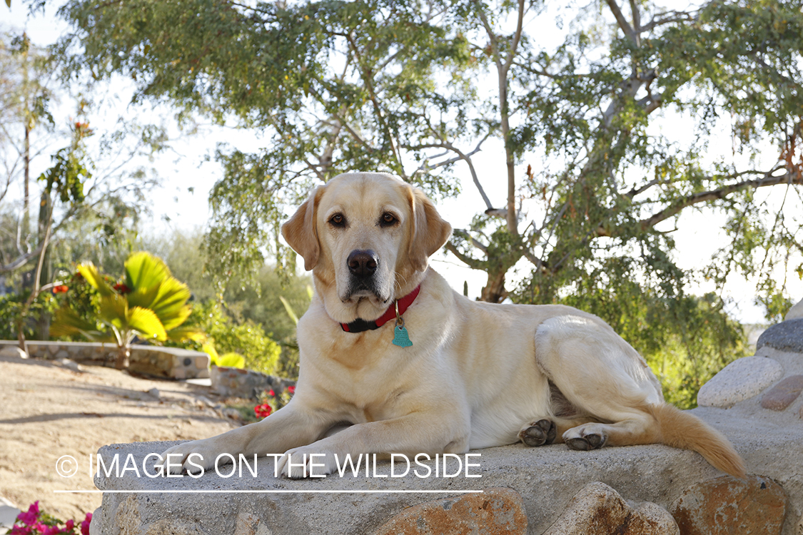 Yellow lab laying on rock.