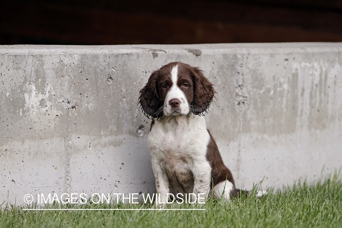 English Springer Spaniel Puppy