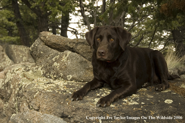 Chocolate Labrador Retriever.