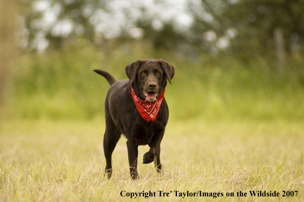 Chocolate labrador pointing