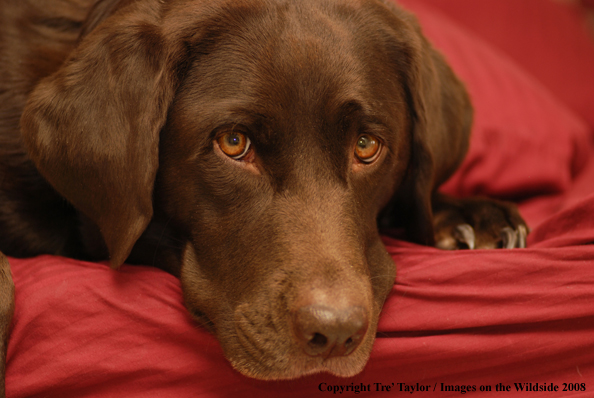 Chocolate Labrador Retriever 