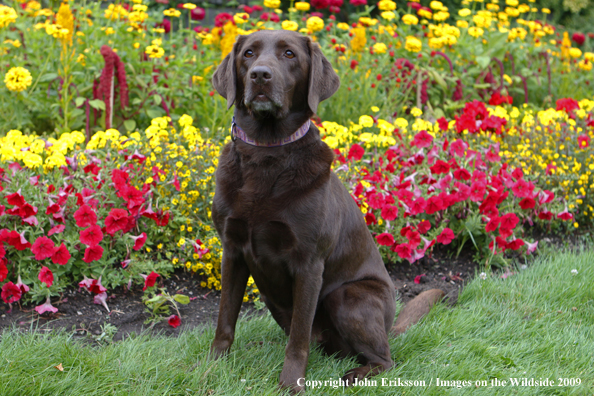 Chocolate Labrador Retriever 