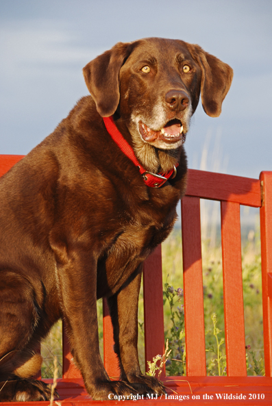 Chocolate Labrador Retriever