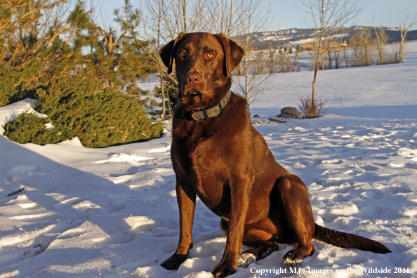 Chocolate Labrador Retriever