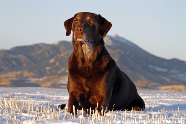 Chocolate Labrador Retriever in winter. 