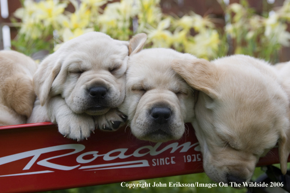 Yellow Labrador Retriever puppies.