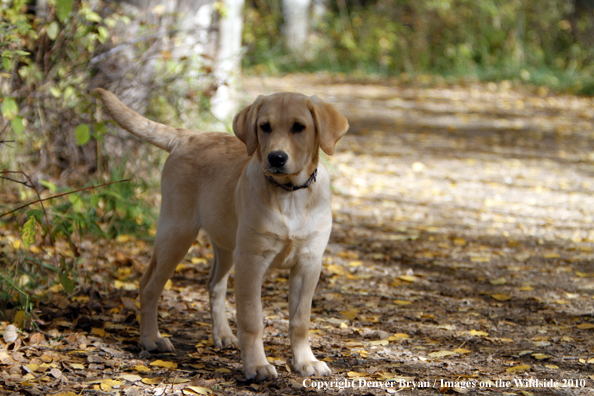 Yellow Labrador Retriever puppy