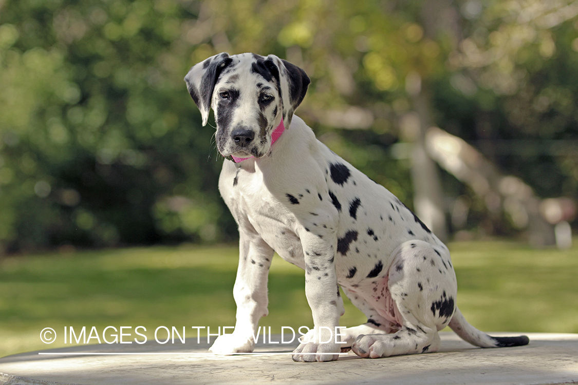 Great Dane puppy in park.