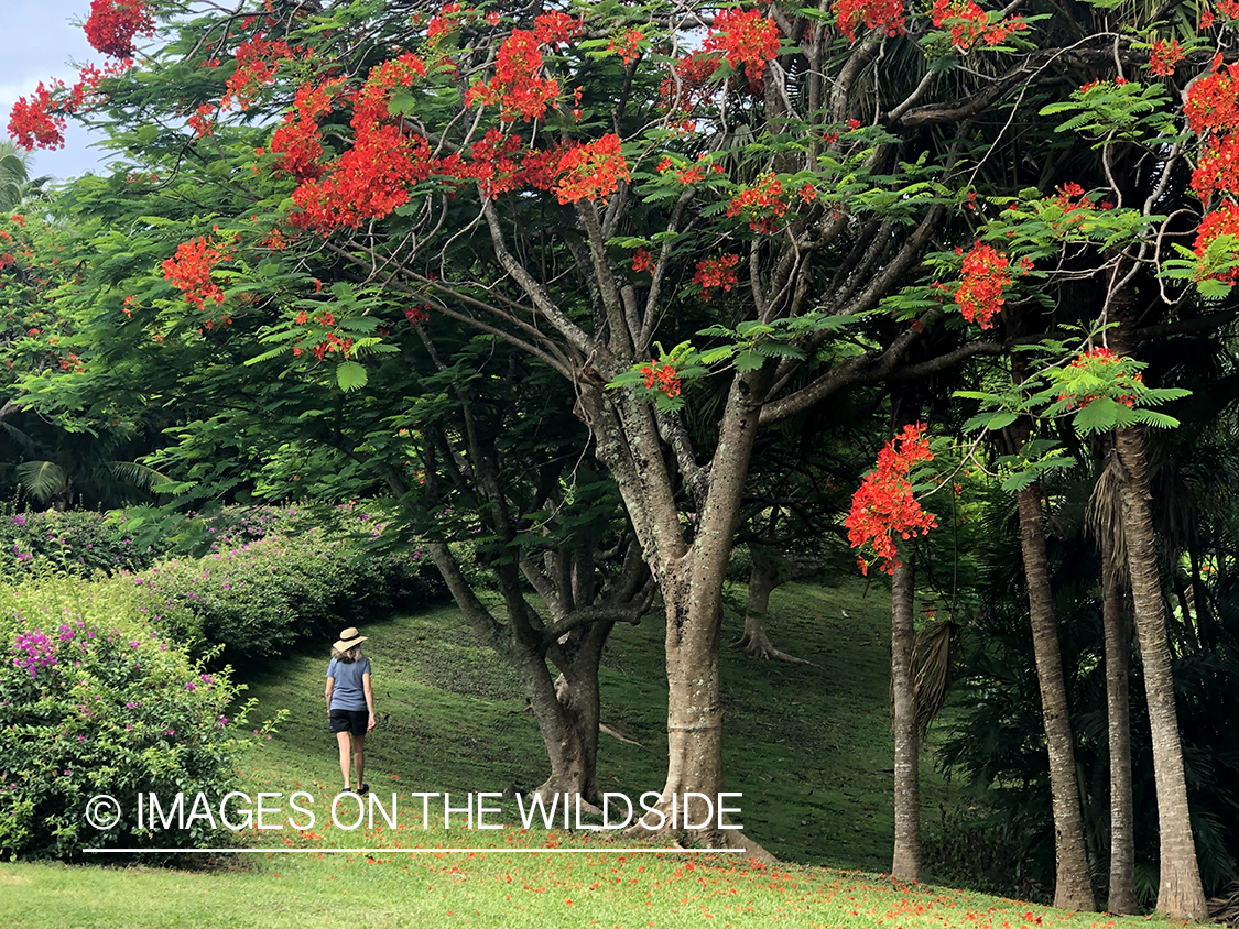 Walk through grove on Aitutaki Island.