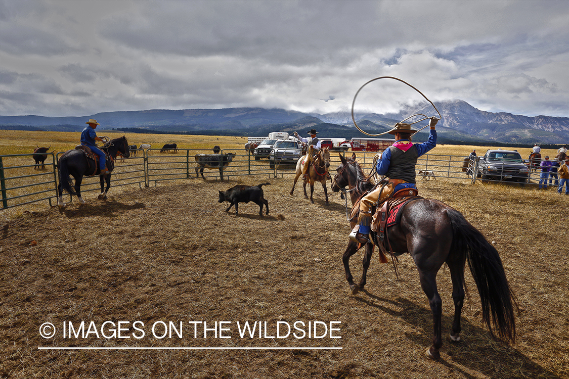 Coyboys and cowgirls herding cattle to be branded.