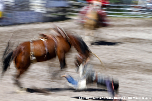 Augusta Rodeo